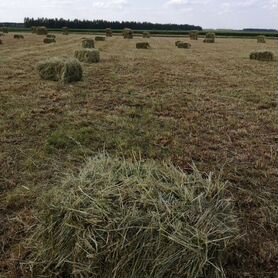 Сено. костёр с люцерной хранение сеновал