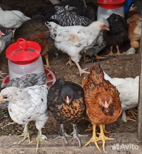 Цыплята, индюшата