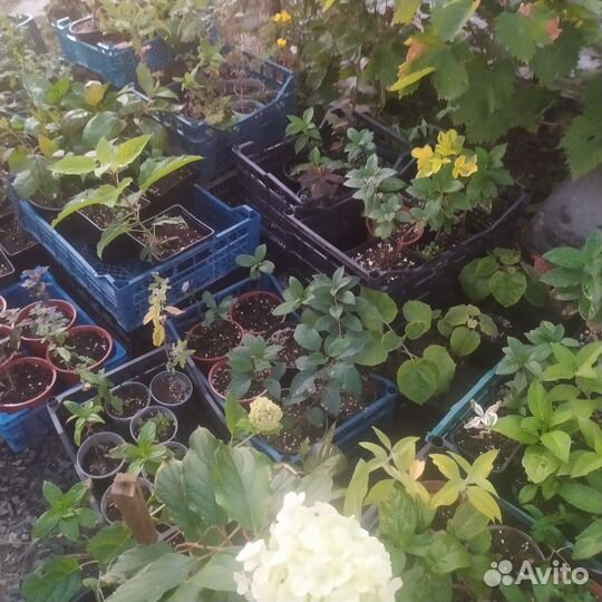 Вейгела разные