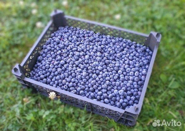 Голубика свежая