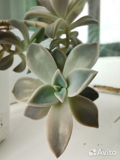 Суккуленты (graptopetalum paraguauense)