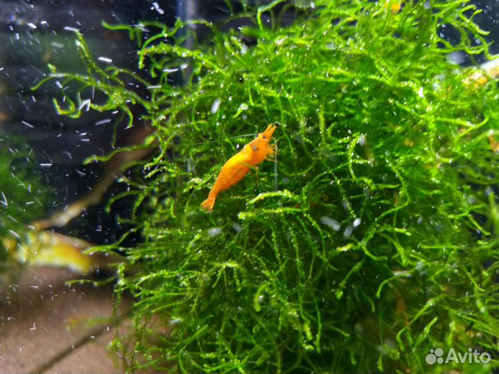 Коряги,Аквариум Креветочник, 19 л