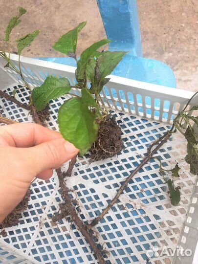 Многолетние садовые цветы