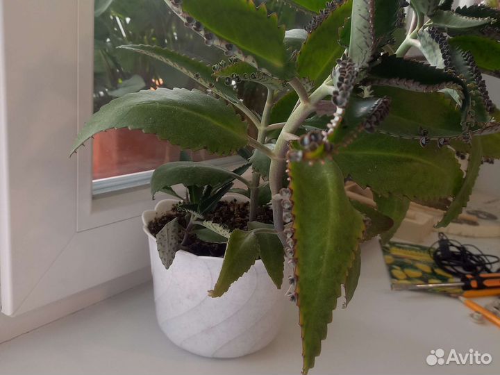 Каланхоэ лечебное