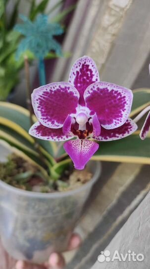 Вариегатная орхидея фаленопсис цветёт