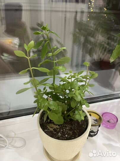 Каланхоэ mini