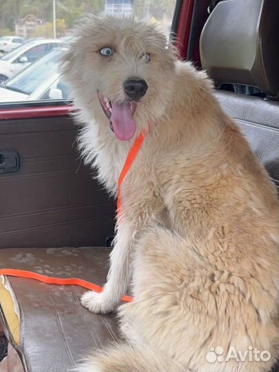 Щенок подросток в добрые руки бесплатно