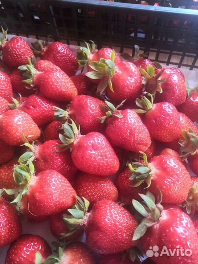 Клубника и рассада