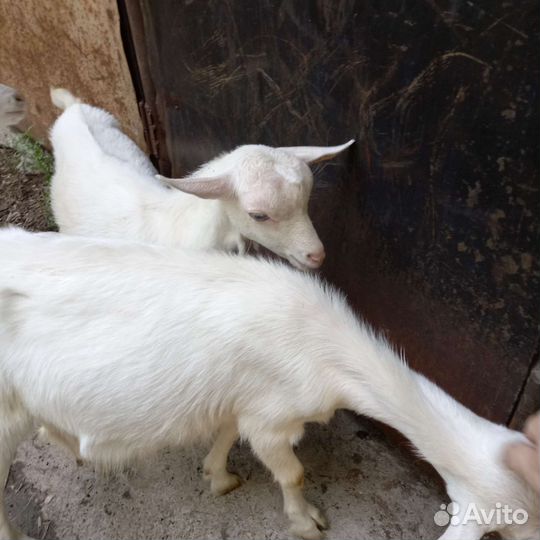 Молочные козочки на племя(не на мясо)
