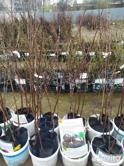 Плод Саженцы Деревьев и Кустарников. Розы кустовые