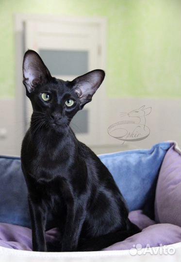 Ориентальная кошка
