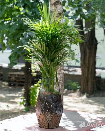 Пальма арека в стеклянном кашпо