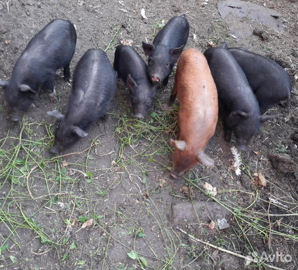 Поросята