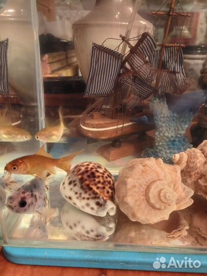 Золотая рыбка