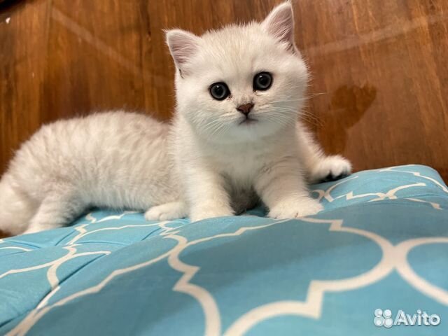 Котята серебристые шиншиллы