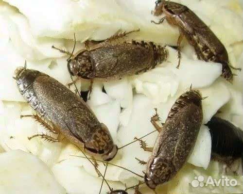 Сверчки разные, мучной червь, кормовые тараканы