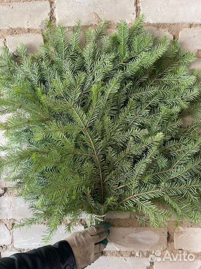 Оптом веники из пихты