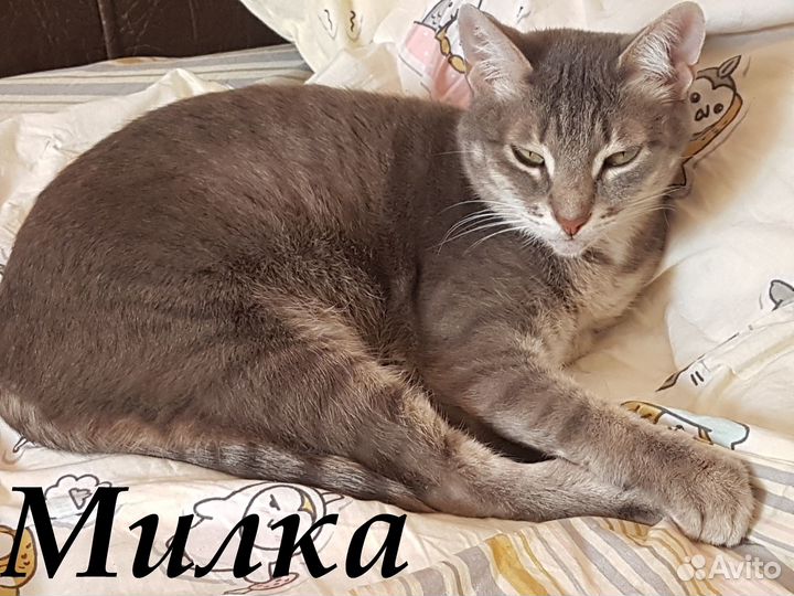 Ищут дом и самые добрые руки три молодые кошечки