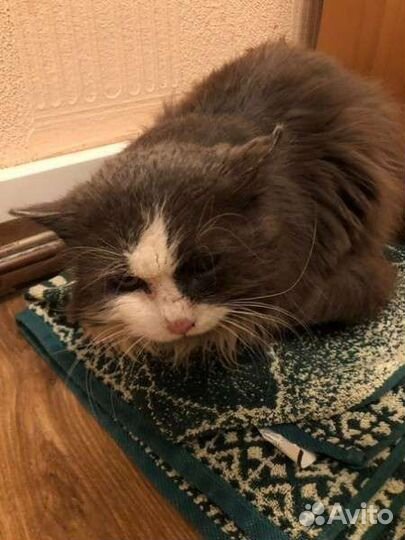 Кот в добрые руки