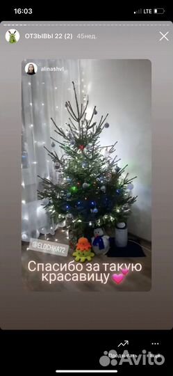 Ель живая, елка новогодняя, сосна