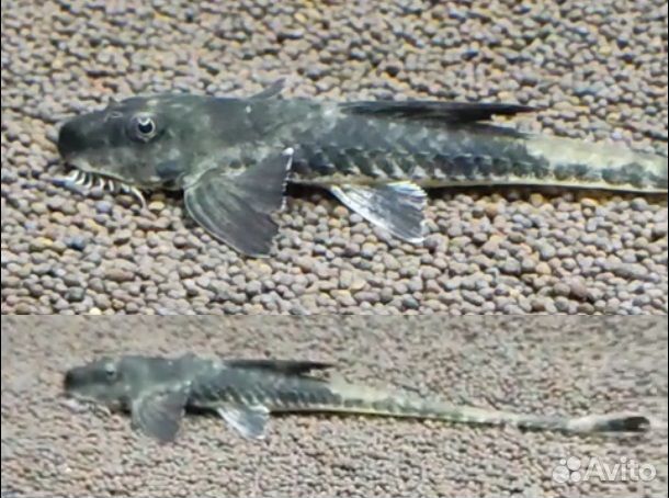 Симилима Лорикария Королевская мирный редкий сом