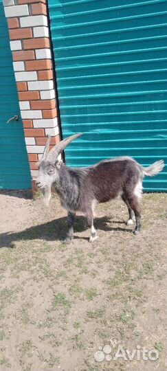 Козел ламанча