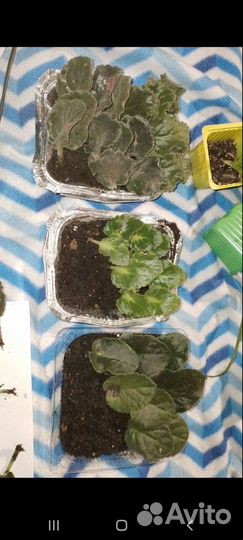 Укорененые листики фиалок