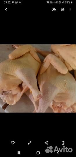 Куры домашние