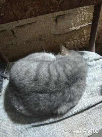 Котики ищут дом