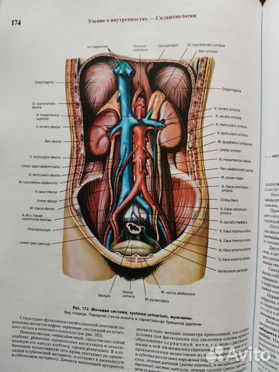 Анатомия человека Синельников 4 тома