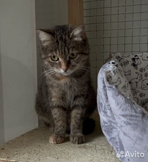 Кошка в дар