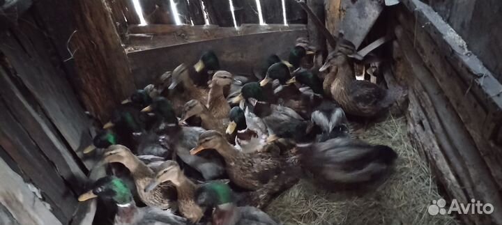 Дикая утка кряква