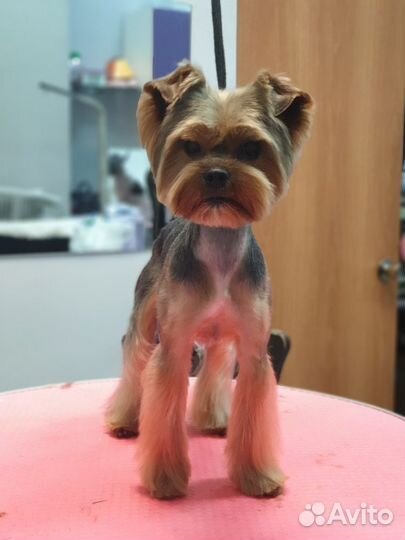 Стрижка собак и кошек груминг тримминг