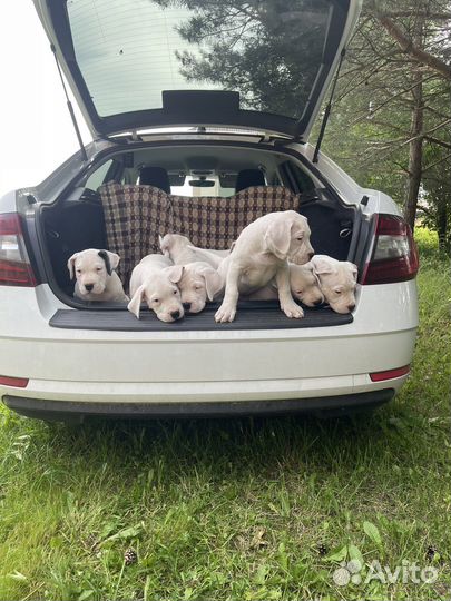 Щенки аргентинского дога