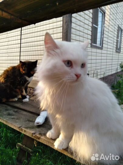 Кот Гоша очень ждет доброе и любящее сердце