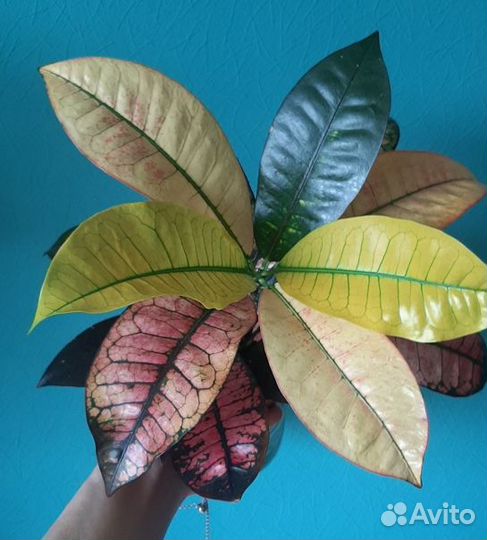 Кротон Миссис Айстон