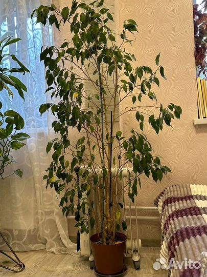Цветок комнатный Фикус бенджамина