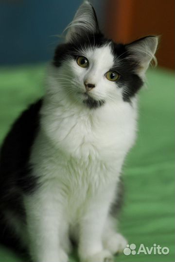 Котенок Амур в добрые руки