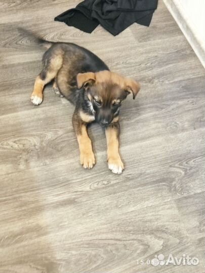 Собака в добрые руки щенок