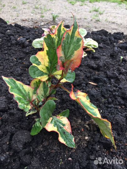 Хауттюйния и живучка вариегатная