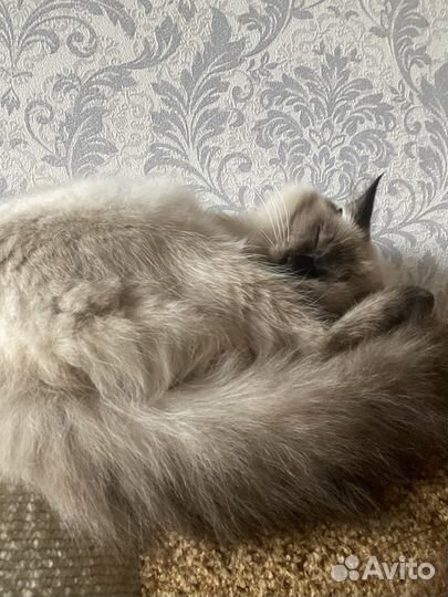 Отдаю кота