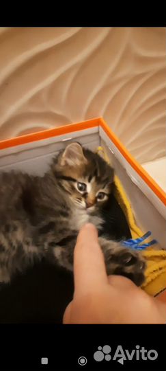 Пушистые котята русской сибирской кошки