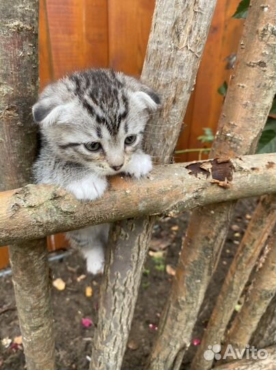Шотладские котята