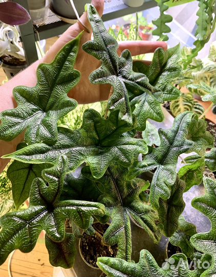 Алаказия Жаклин