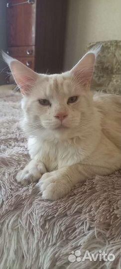 Мейн-кун вязка