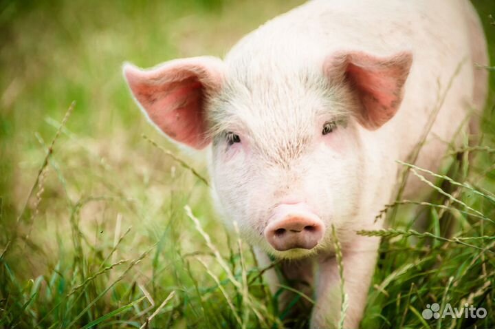 Мясо свинина, баранина