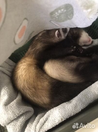 Хорек девочка