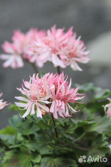 Пеларгония герань