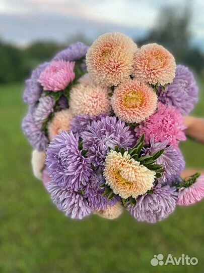 Астра букет