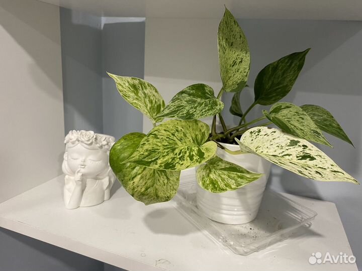 Филодендроны